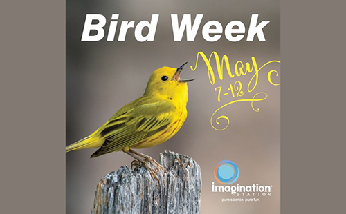 Bird Week at Imagination Station