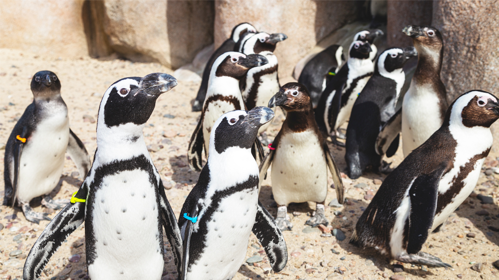 Zoo Penguins Carousel.jpg
