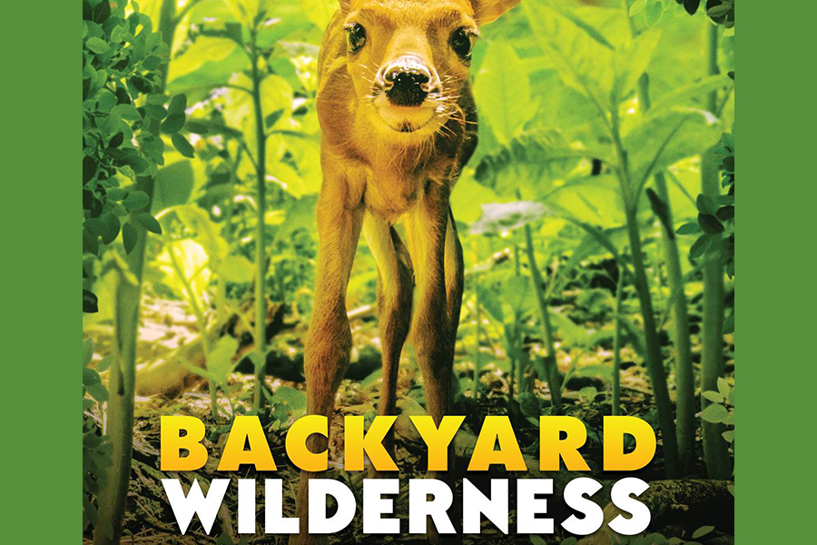 Backyard Wilderness 3D