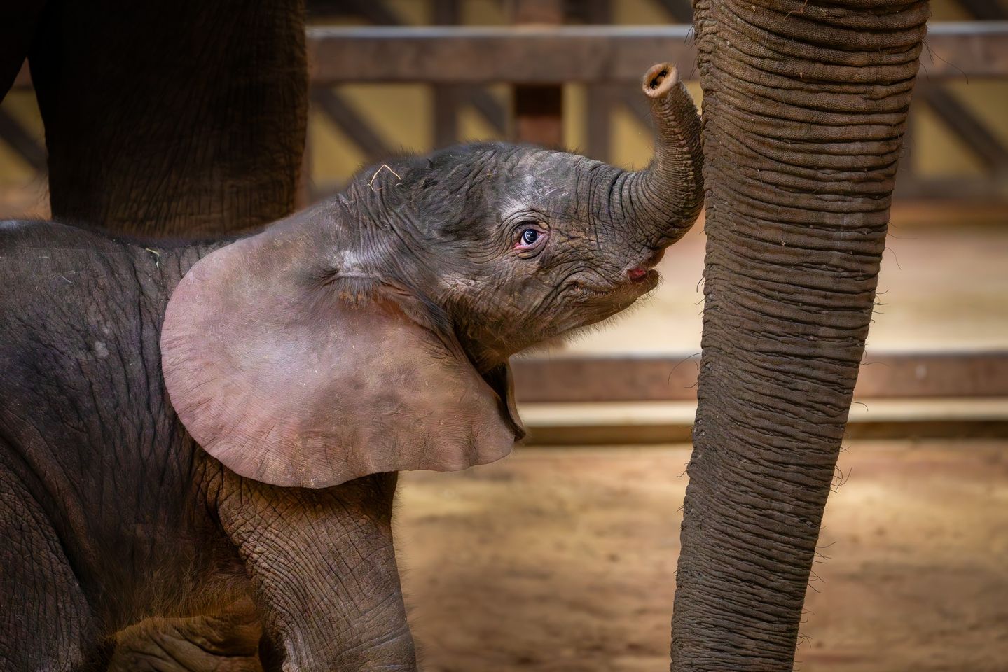 Elephant Baby Bash
